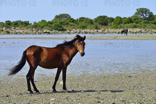 Brown wild horse at the pond Pauli Majori