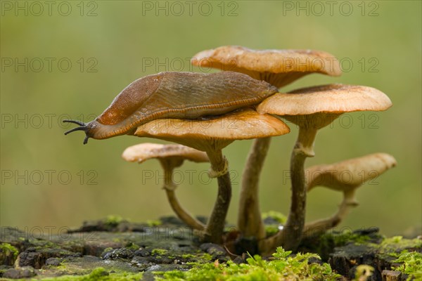 Spanish Slug (Arion vulgaris) on a Dark Honey Fungus (Armillaria ostoyae)