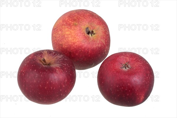 Apple variety Ingrid Marie