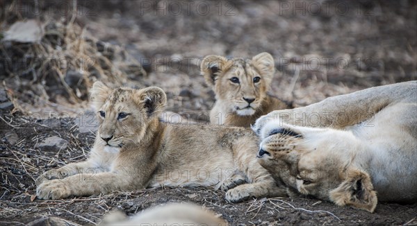 Asiatic lion (Panthera leo persica)