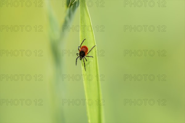Female tick