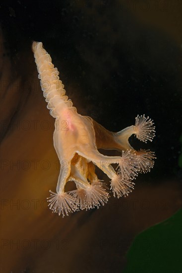 Stalked jellyfish (Lucernaria quadricornis)