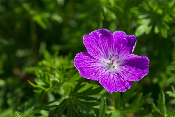 Bloody Crane's-bill or Bloody Geranium (Geranium sanguineum)