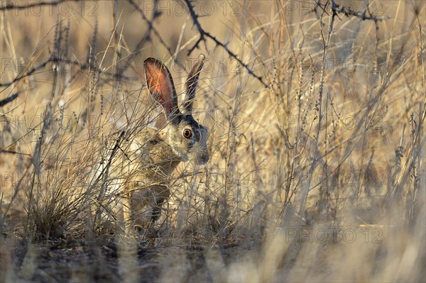 Scrub Hare (Lepus saxatilis)