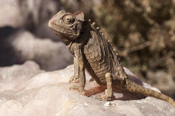 Namaqua Chameleon (Chamaeleo namaquensis) near Swakopmund