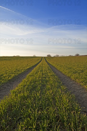 Sprouting field of Wheat (Triticum aestivum) with tracks