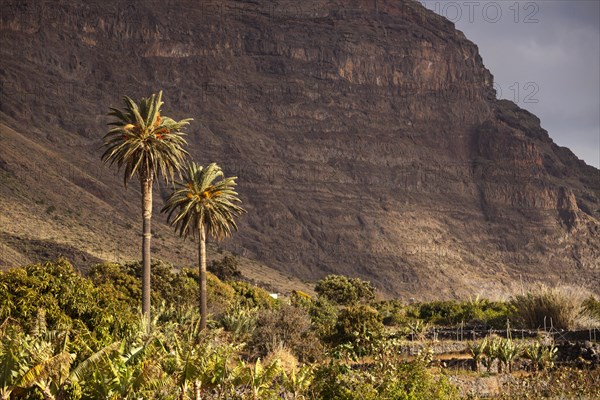 Date palm trees in the valley of Gran Rey