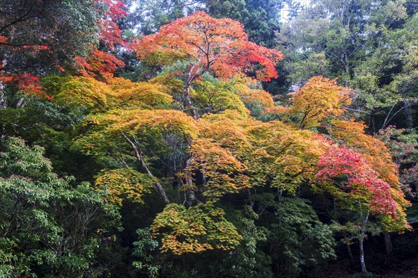 Maple trees with colorful autumn leaves