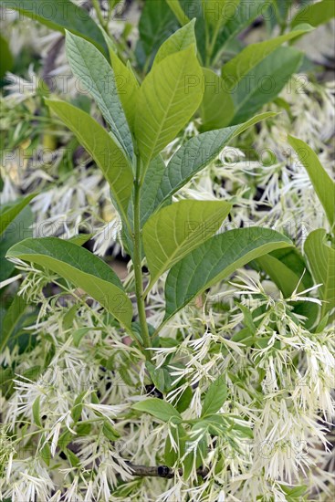 White fringetree (Chionanthus virginicus)