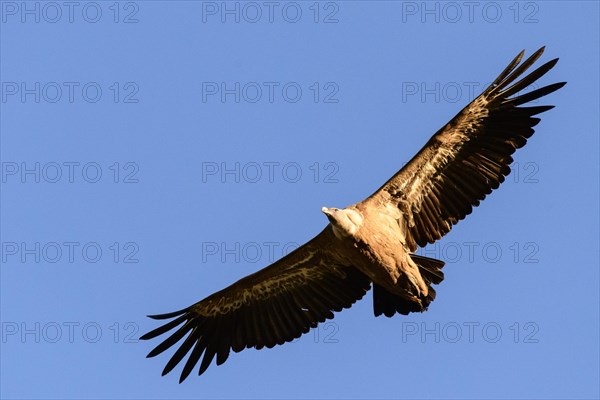 Griffon vulture (Gyps fulvus)