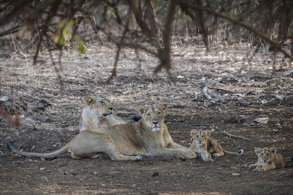 Asiatic lion (Panthera leo persica)