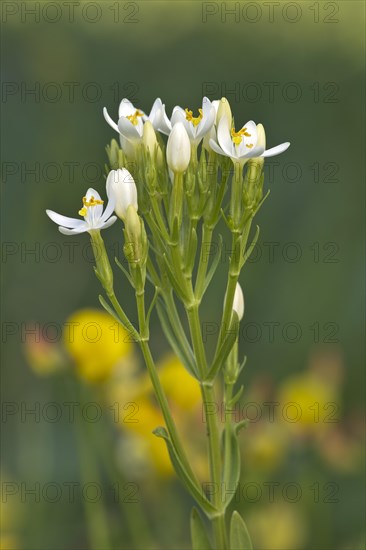 Centaury (Centaurium erythraea)