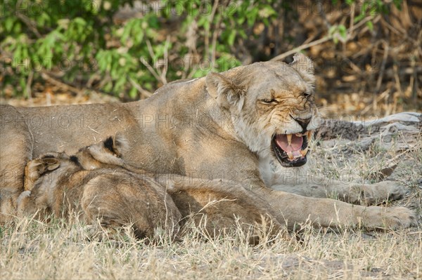 Lion (Panthera leo)
