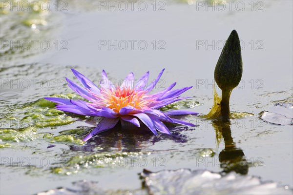 Blue Star Water Lily (Nymphaea stellata)