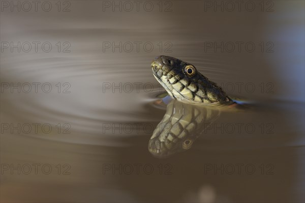 Dice Snake (Natrix tessellata)