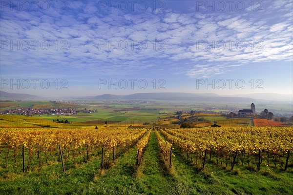 Vineyards in autumn with views of the Klettgau