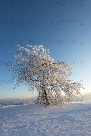 Snowy tree in the evening light