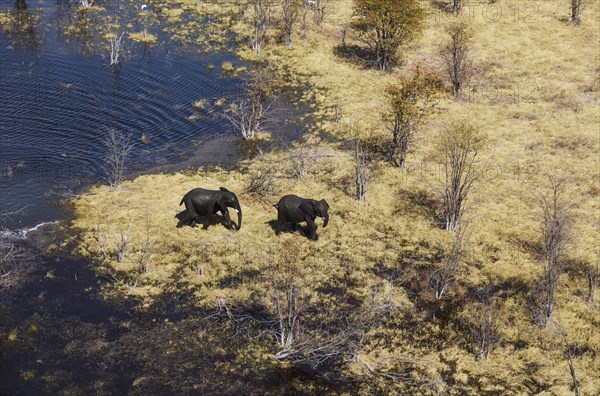 African Elephants (Loxodonta africana)