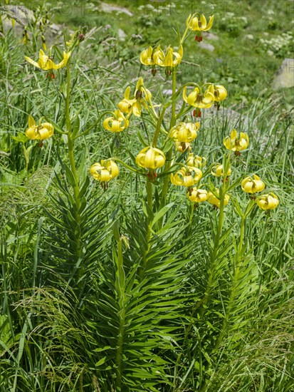 Endemic Pyrenean Lilies (Lilium pyrenaicum)