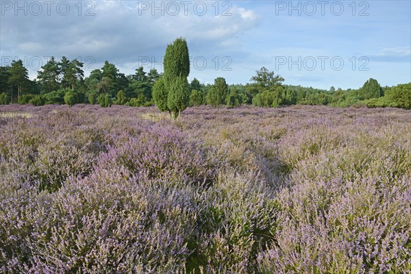 Heather in bloom in a juniper grove
