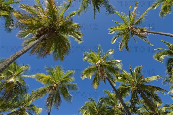 Palm grove