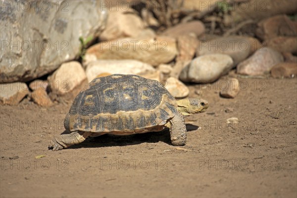 South African Bowsprit Tortoise or Angulate Tortoise (Chersina angulata)