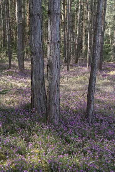 Blooming spring heaths (Erica carnea) in a forest