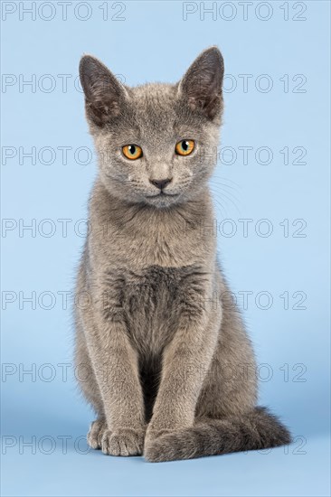 Russian Blue cat