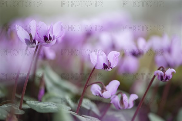 Eastern Cyclamen (Cyclamen coum)