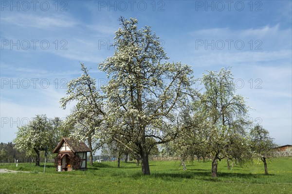 Blossoming fruit tree in spring