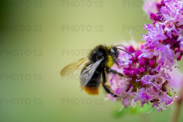 Bumblebee (Bombus) on a purple blossom