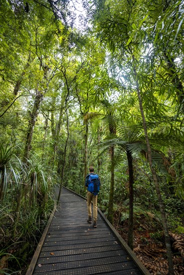 Young man on hiking trail in Kauri Forest