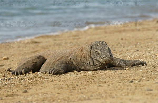 Komodo Dragon (Varanus komodoensis)