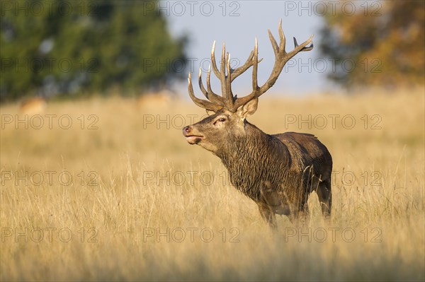 Red Deer (Cervus elaphus)