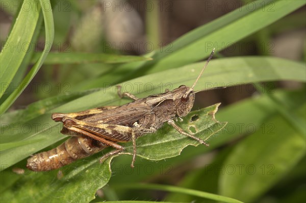 Rufous Grasshopper (Gomphocerippus rufus)