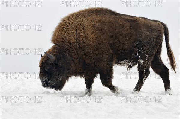 European bison (Bison bonasus)