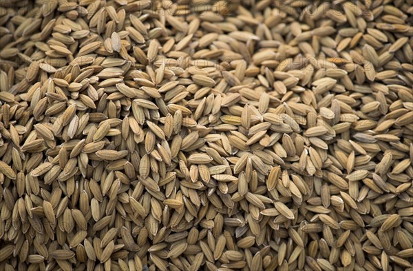 Rice grains