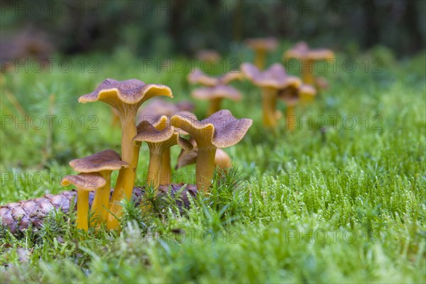 Yellowfoot fungus (Craterellus tubaeformis)