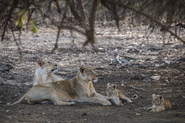 Asiatic lion (Panthera leo persica)