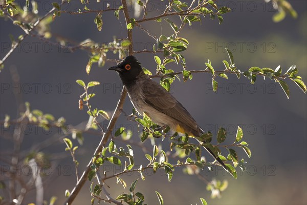 African red-eyed bulbul (Pycnonotus nigricans)