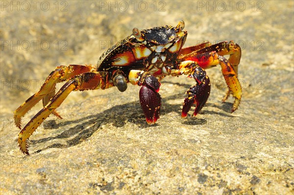 Spider crab (Neosarmatium meinerti) on a rock