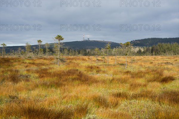 Bodebruch raised bog in autumn with view of the Brocken mountain