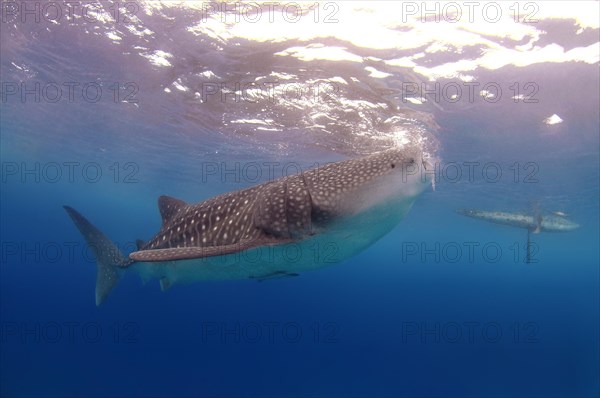 Whale shark (Rhincodon typus)