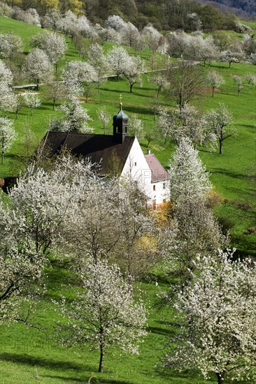 Cherry blossom