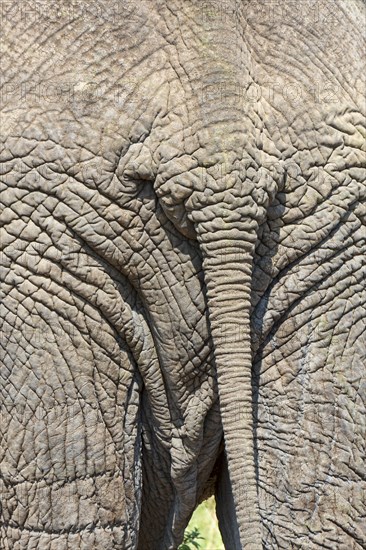 African Elephant (Loxodonta africana)