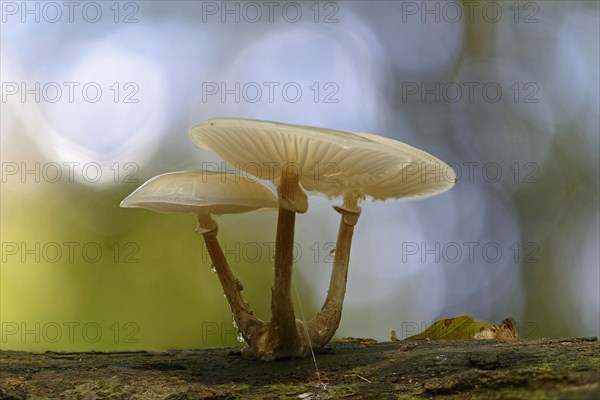 Porcelain Fungus (Oudemansiella mucida)