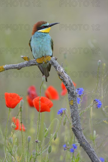 European Bee-eater (Merops apiaster)