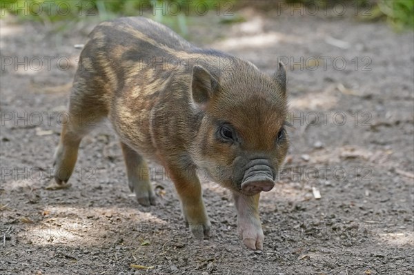 Mini pig Piglet
