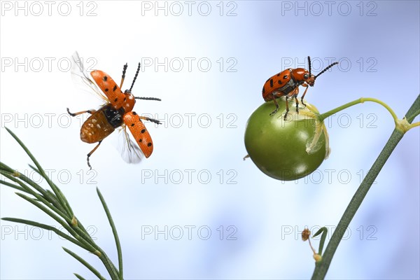 Spotted asparagus beetle (Crioceris duodecimpunctata) in flight on a Garden asparagus plant (Asparagus officinalis) with seed capsule