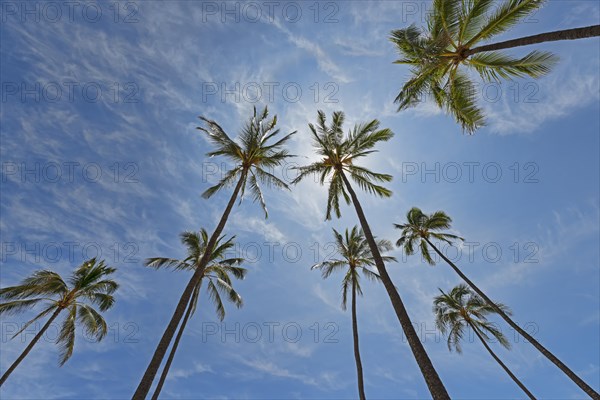 Palms